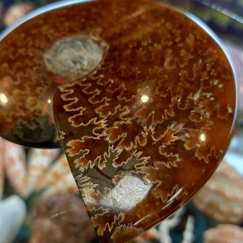 Ammonite