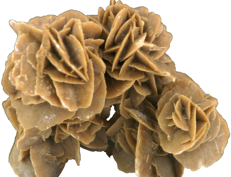 Desert Rose
