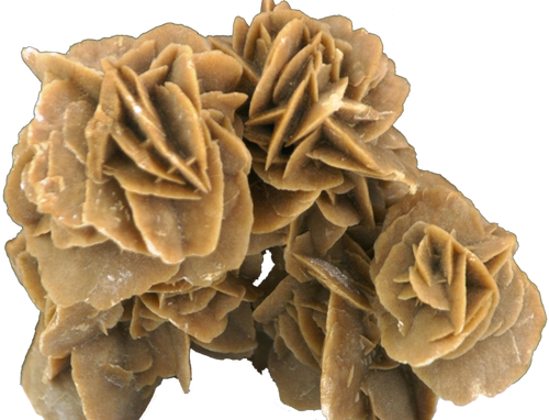 Desert Rose