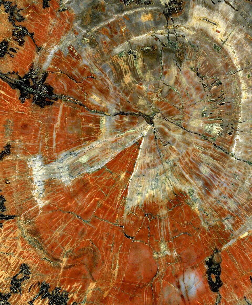 Petrified Wood