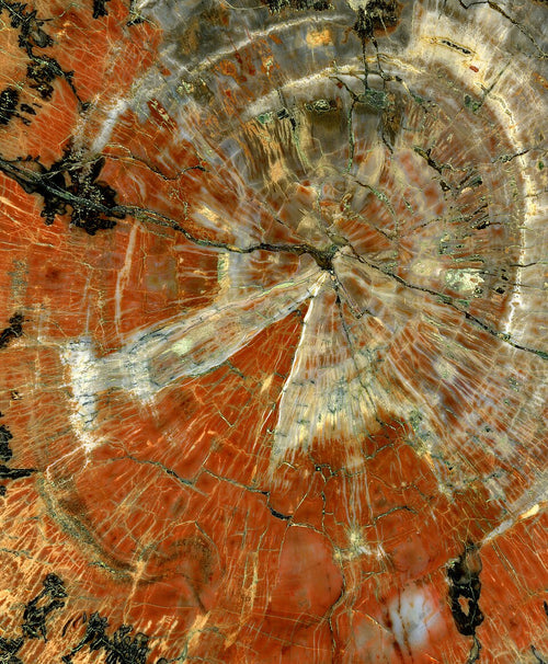 Petrified Wood