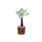 Mini Amazonite Crystal Tree with Wooden Base – 11 cm - Auras Workshop Auras Workshop