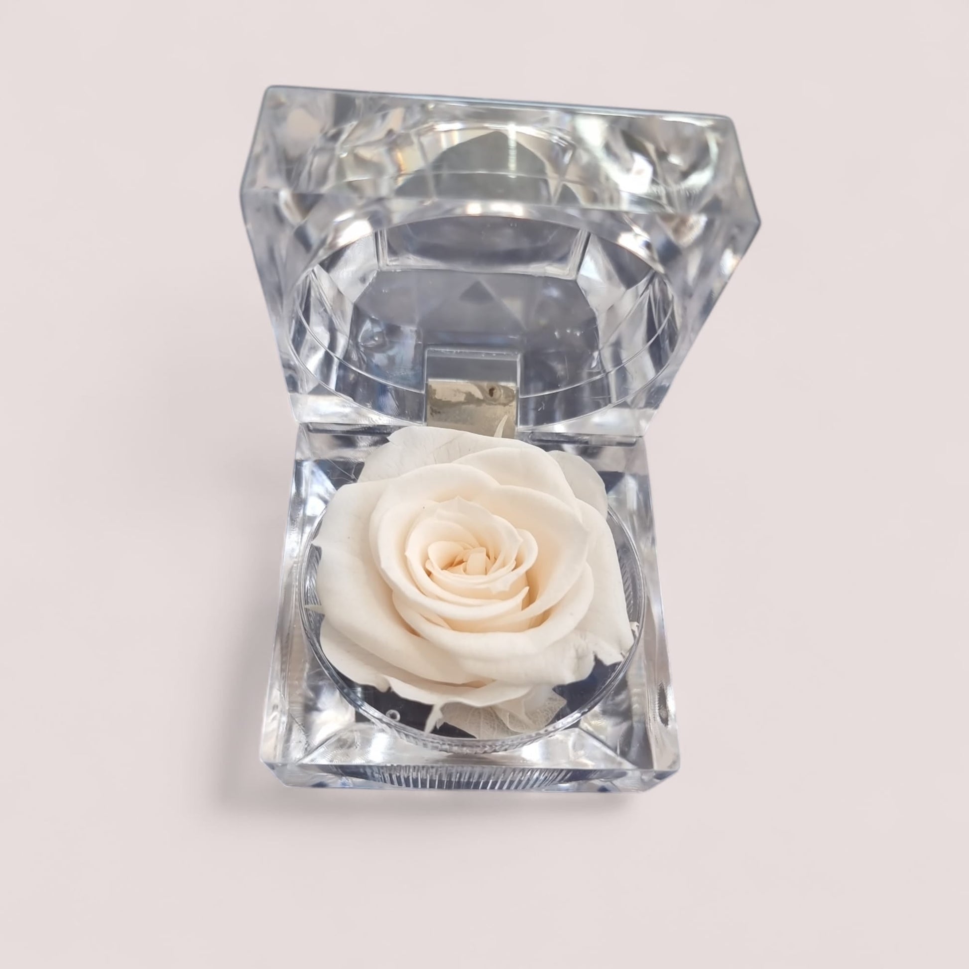 Preserved Cream Rose in Glass Acrylic Box - A Perfect Valentines Gift - Auras Workshop Auras Workshop