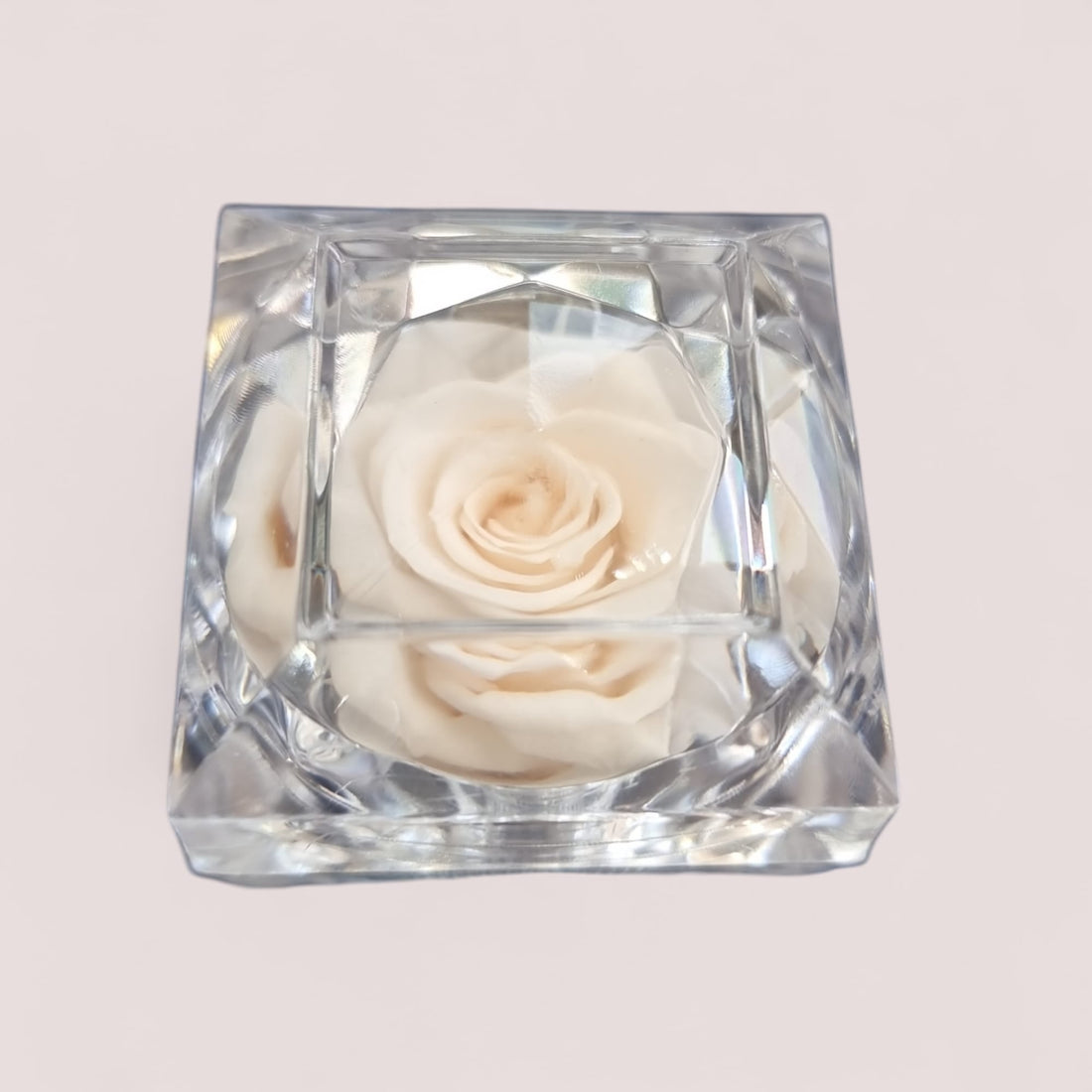 Preserved Cream Rose in Glass Acrylic Box - A Perfect Valentines Gift - Auras Workshop Auras Workshop