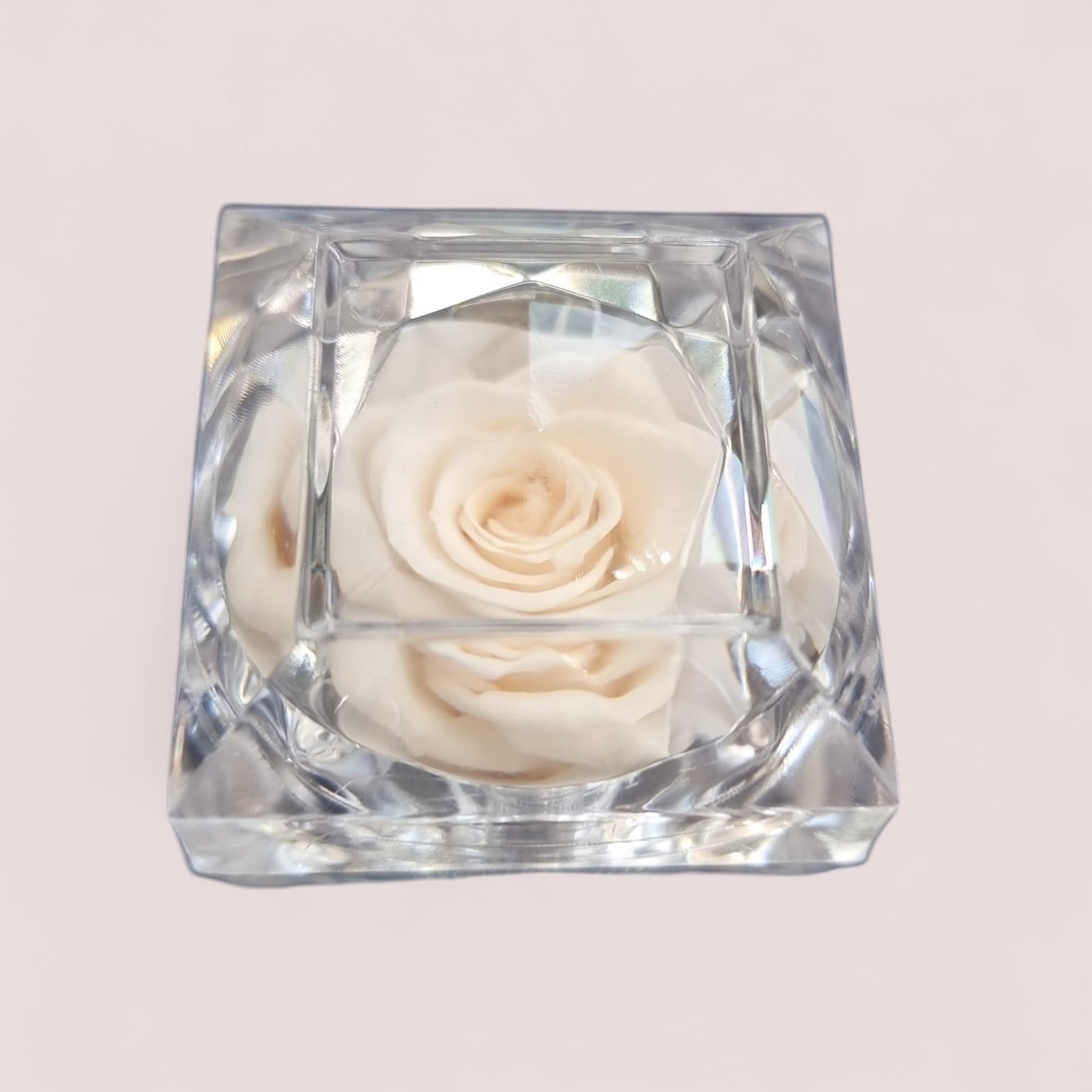 Preserved Cream Rose in Glass Acrylic Box - A Perfect Valentines Gift - Auras Workshop Auras Workshop