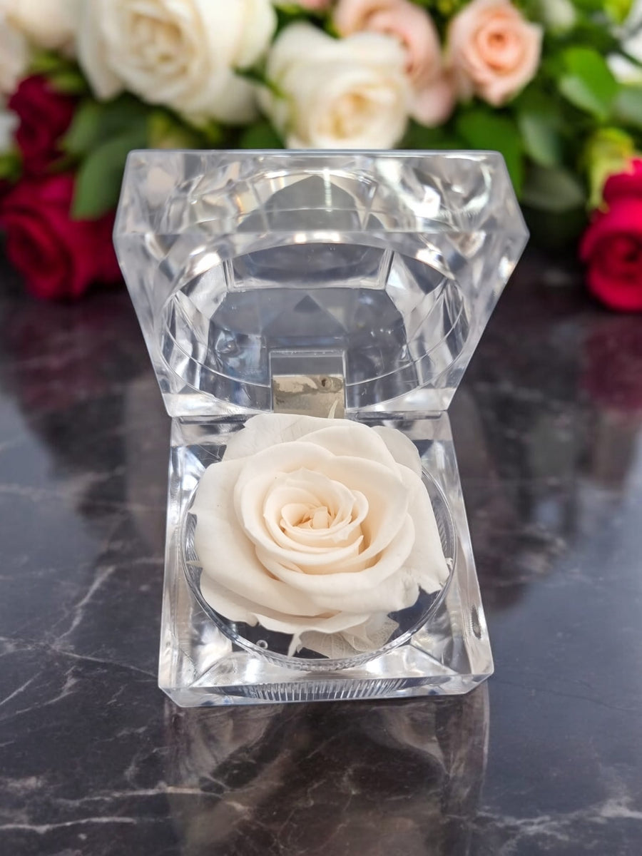 Preserved Cream Rose in Glass Acrylic Box - A Perfect Valentines Gift