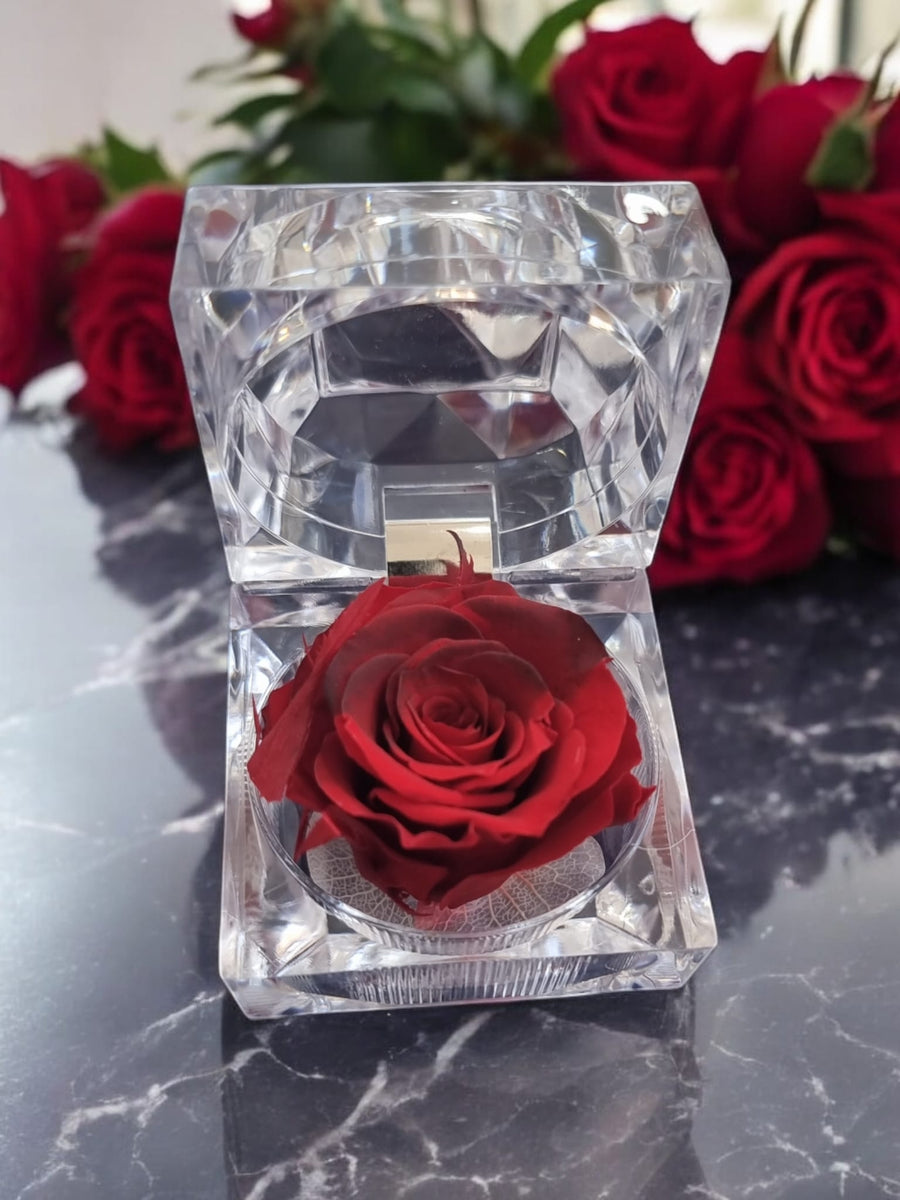Preserved Dark & Light Red Rose in Glass Acrylic Box - A Perfect Valentines Gift