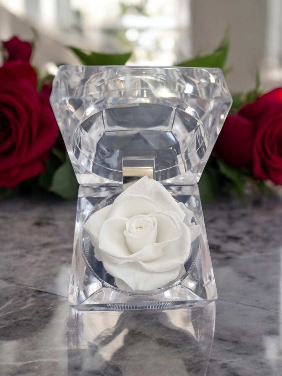 Preserved White Rose in Glass Acrylic Box - A Perfect Valentines Gift